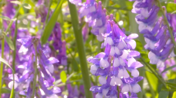 im�羺��(�й�)���Ӿ���ƽ̨